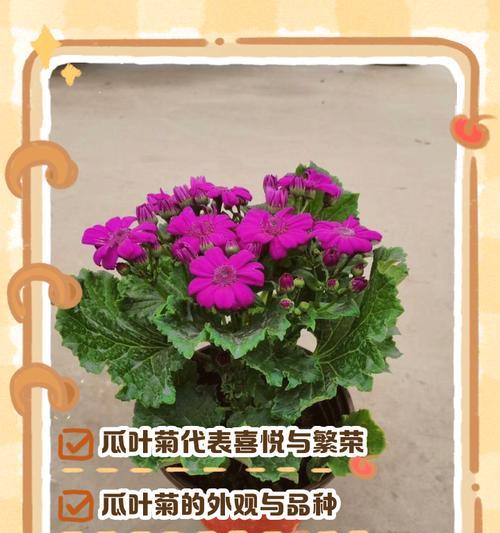 哪些花象征快乐和温暖？它们的花语是什么？