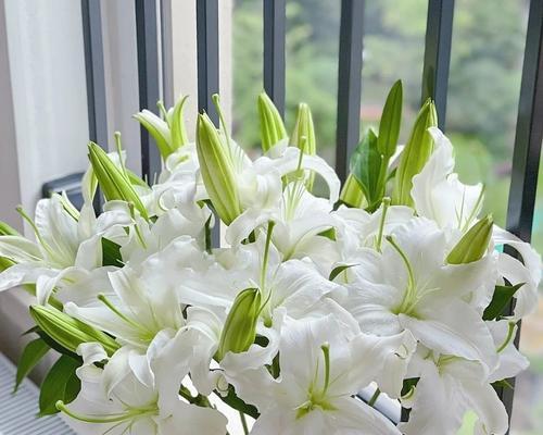 哪些花象征快乐和温暖？它们的花语是什么？