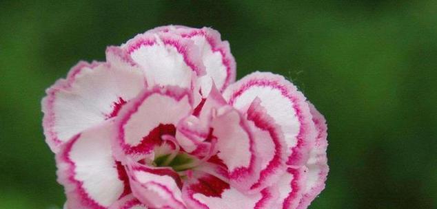 哪些花象征快乐和温暖？它们的花语是什么？