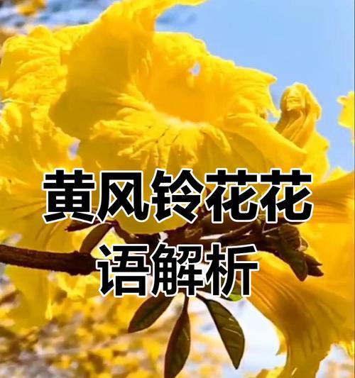哪些花象征逝去的爱情？它们的寓意是什么？