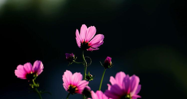 羌族文化中象征爱情的花是什么？它的花语是什么？