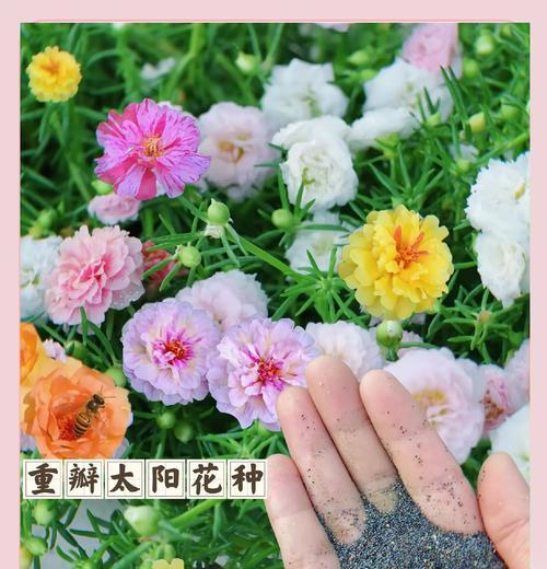 哪种花寓意勇敢快乐？勇敢快乐的花语有哪些？