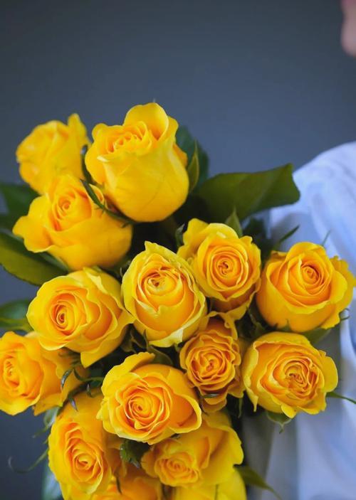 黄色花像玫瑰寓意什么？它的花语代表什么？