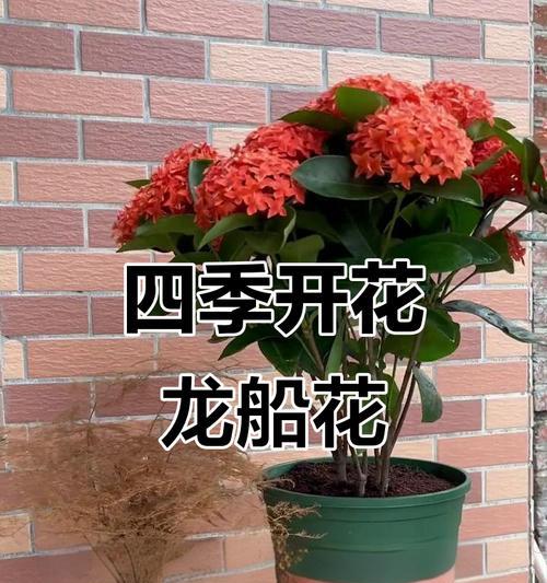 四季花卉分别有哪些寓意？