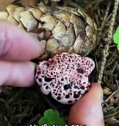 哪种菌类象征长寿？长寿菌类的花语是什么？