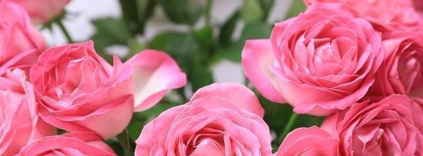 白色月季花的花语含义是什么？它象征着什么？