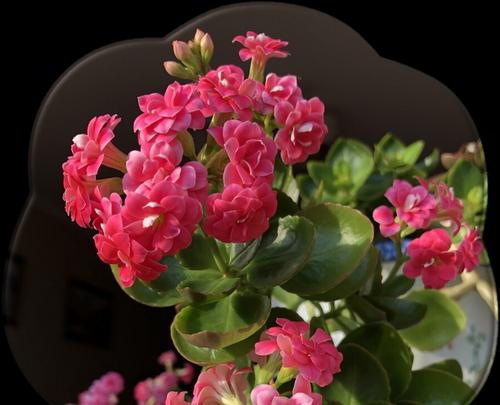 父亲节通常用哪种花来象征？