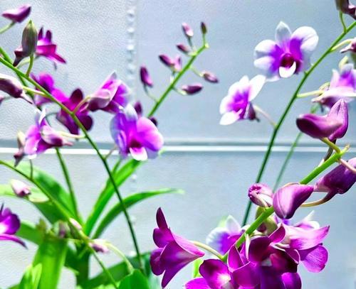父亲节通常用哪种花来象征？