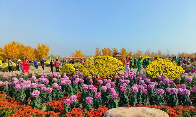 象征祥和平稳的花有哪些？它们在文化中传递了哪些信息？