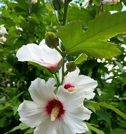 白色芙蓉花的寓意是什么？它象征着什么？