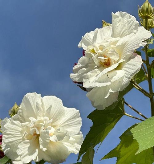 白色芙蓉花的寓意是什么？它象征着什么？