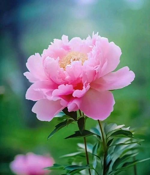 白色芙蓉花的寓意是什么？它象征着什么？