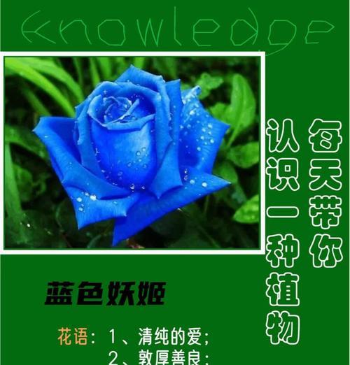 蓝色花朵象征着什么？它们在花语中有哪些含义？