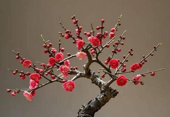 吉祥富贵的六朵花寓意是什么？六朵花在传统中象征什么？