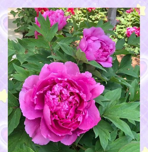 吉祥富贵的六朵花寓意是什么？六朵花在传统中象征什么？