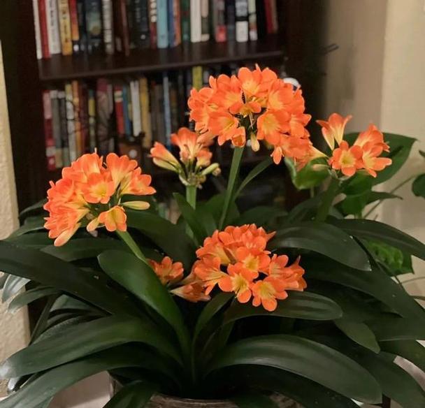 吉祥富贵的六朵花寓意是什么？六朵花在传统中象征什么？