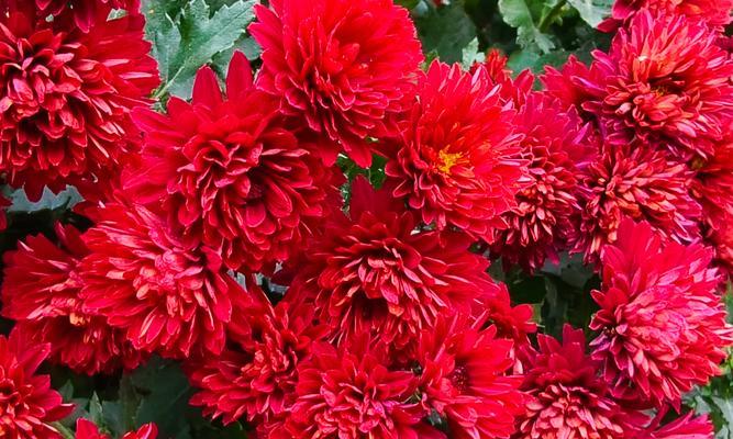 红色杜鹃花有什么意义？它的花语是什么？