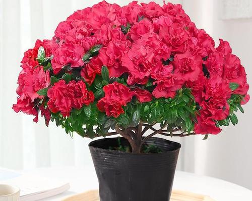 红色杜鹃花有什么意义？它的花语是什么？