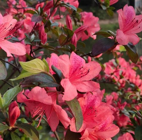 红色杜鹃花有什么意义？它的花语是什么？