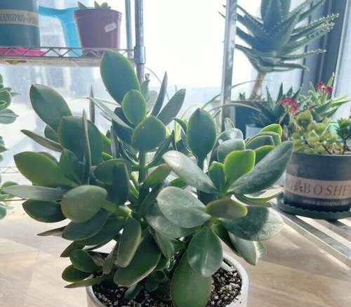 家里养哪些花象征富贵？