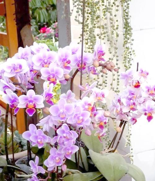 家里养哪些花象征富贵？