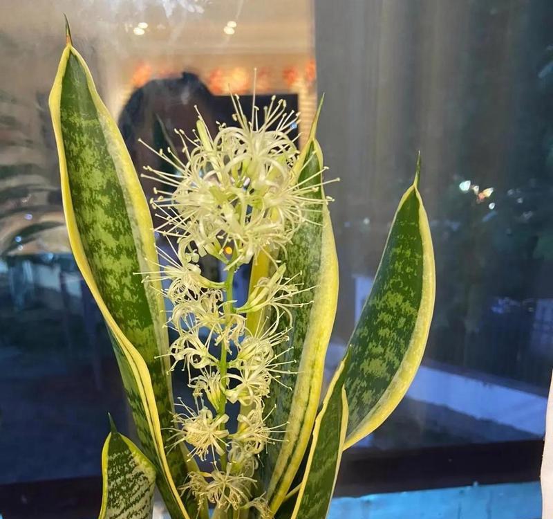 家里养哪些花象征富贵？