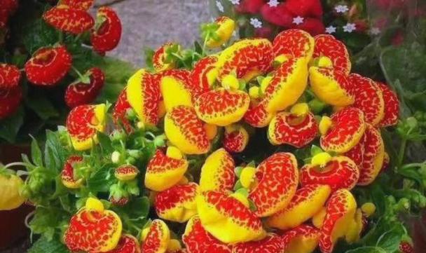 寓意健康平安的新年花有哪些？新年花卉与健康平安的关联？