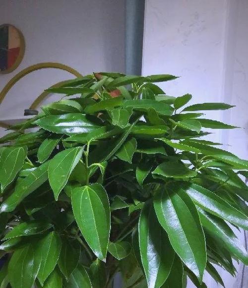 寓意健康平安的新年花有哪些？新年花卉与健康平安的关联？