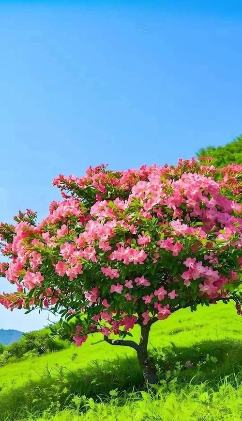 哪种花象征着爱情树？它的花语是什么？