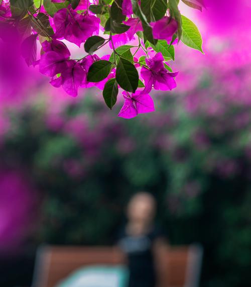 哪种花象征着爱情树？它的花语是什么？