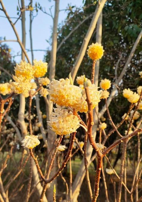 哪种花象征着爱情树？它的花语是什么？