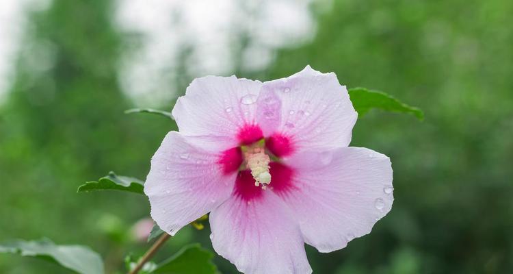 季节限定花卉有哪些特别的花语？