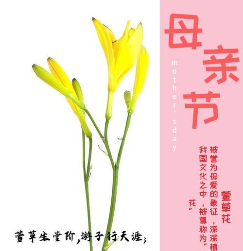 季节限定花卉有哪些特别的花语？