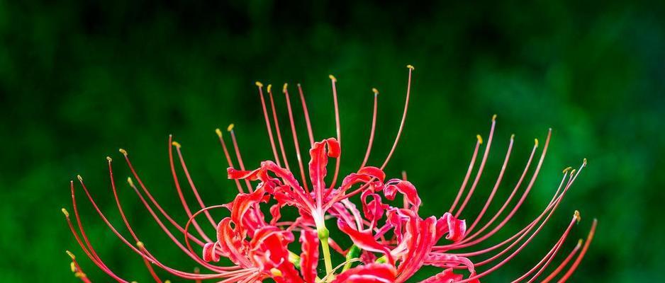 季节限定花卉有哪些特别的花语？