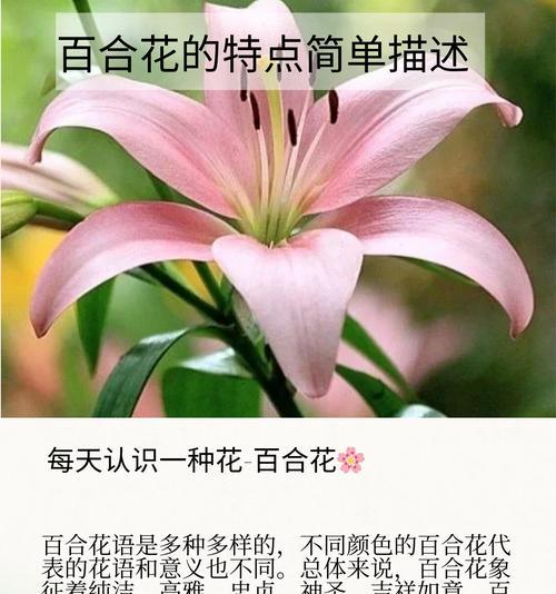 团花象征着什么吉祥意义？团花的花语有哪些？