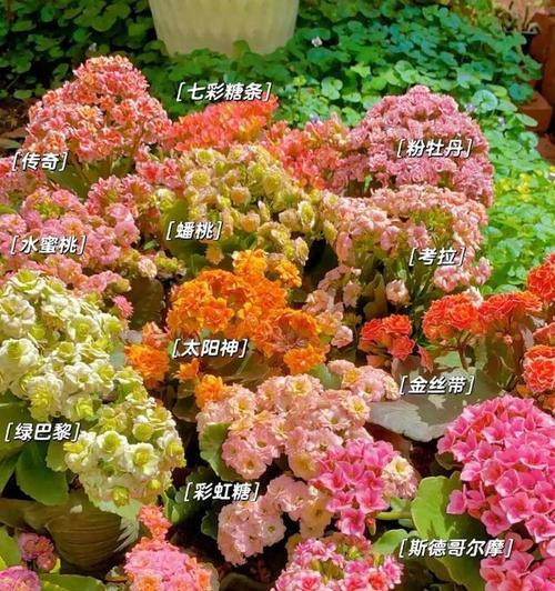 摆放哪种花可以寓意长寿？