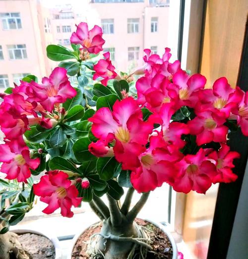 摆放哪种花可以寓意长寿？