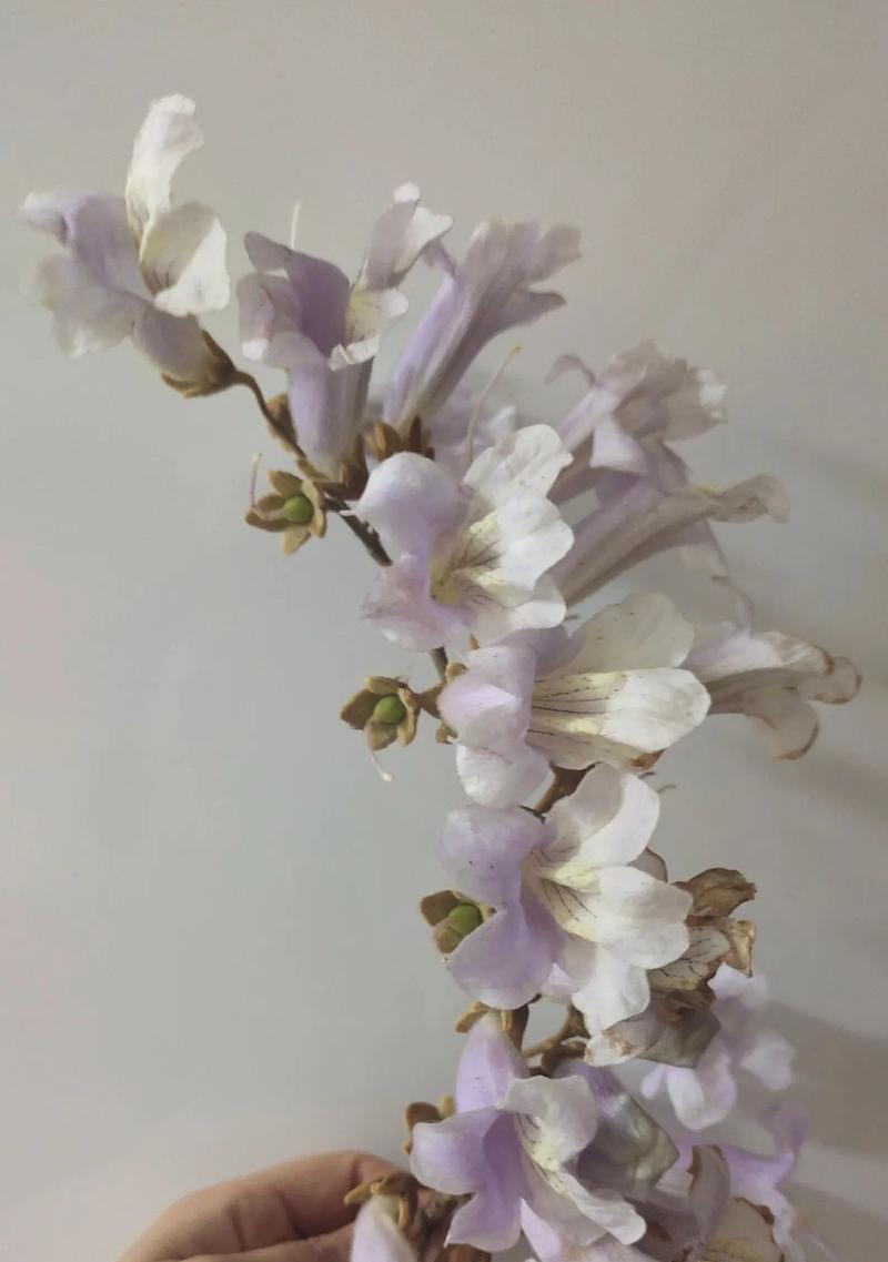 梧桐花的文化内涵意义是什么？梧桐花有哪些特别的含义？