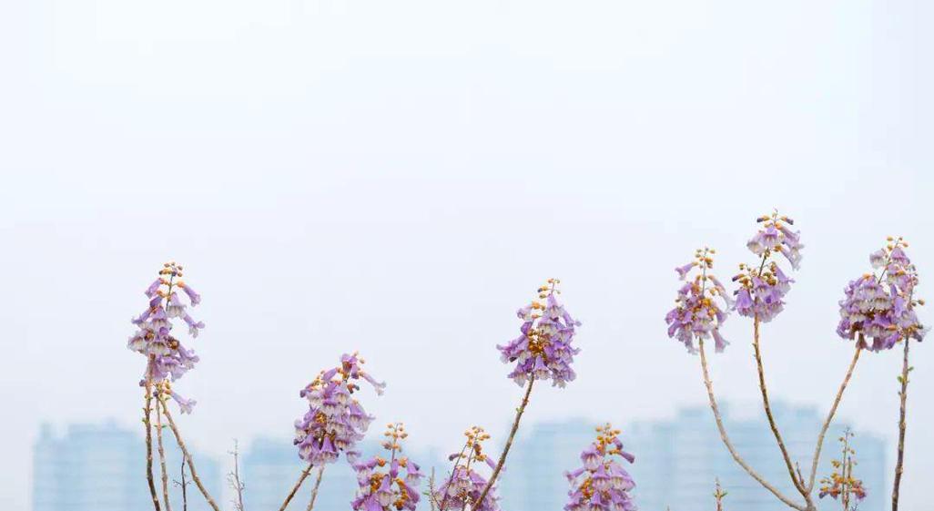 梧桐花的文化内涵意义是什么？梧桐花有哪些特别的含义？