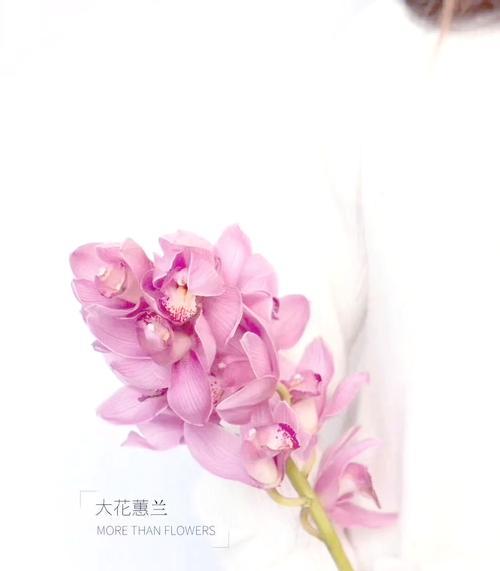 哪些花象征着祥和？