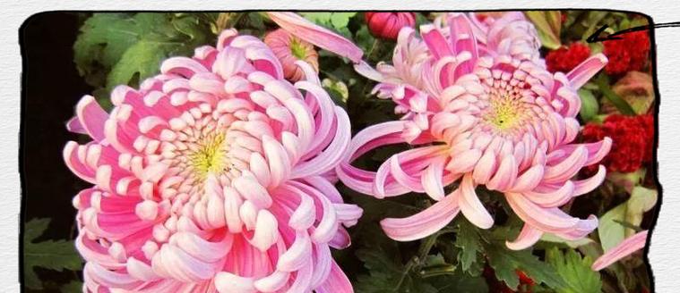 诞生花有何文化意义？它的象征是什么？