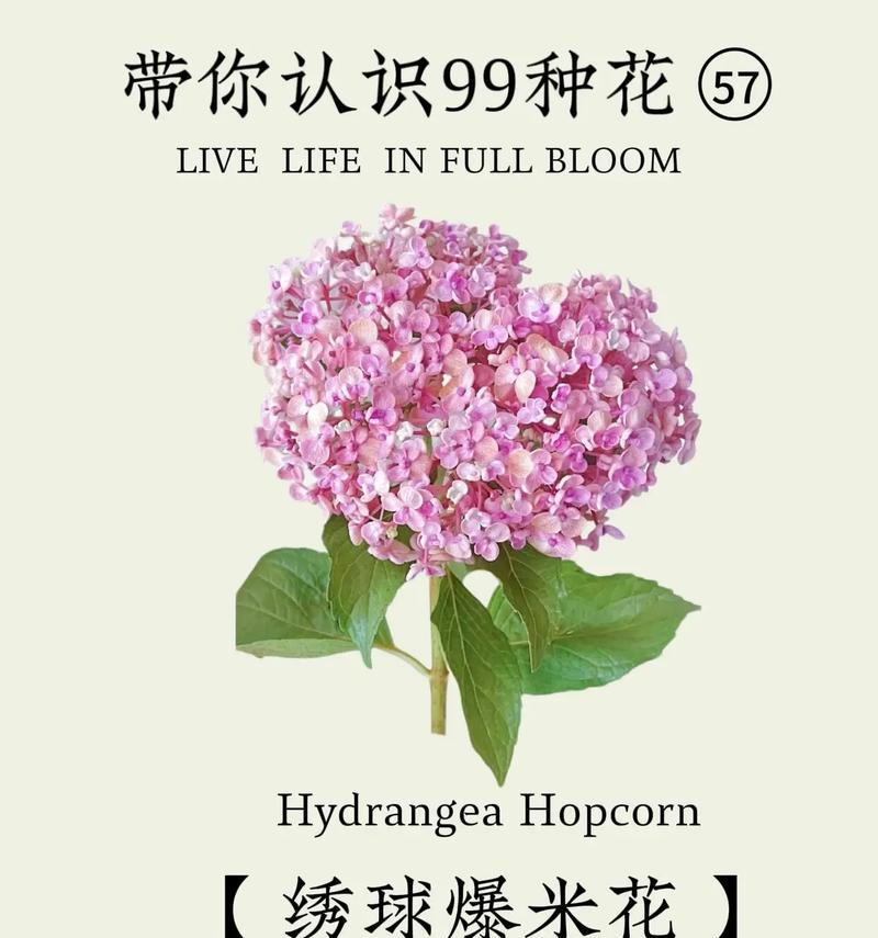 白色绣球花代表什么？绣球花的花语有哪些？
