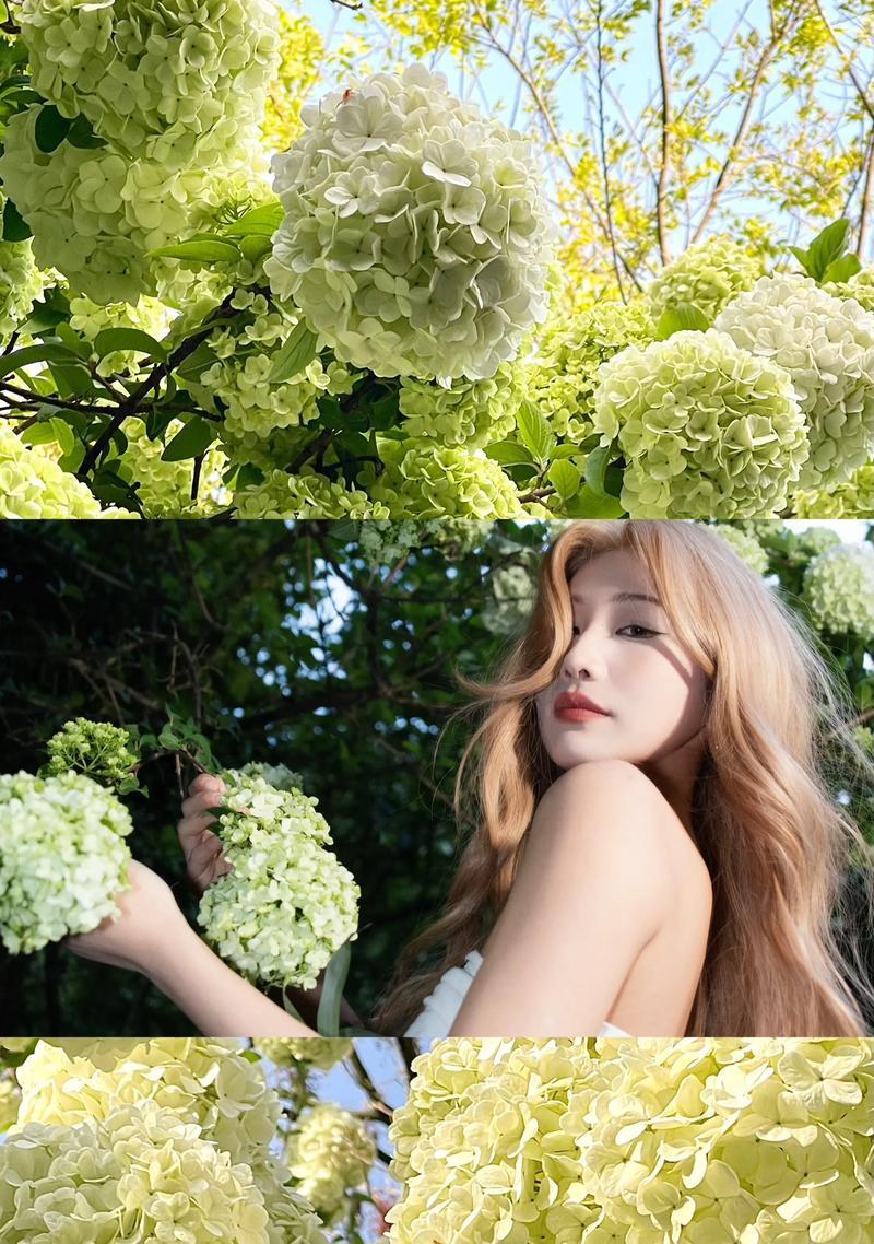 白色绣球花代表什么？绣球花的花语有哪些？