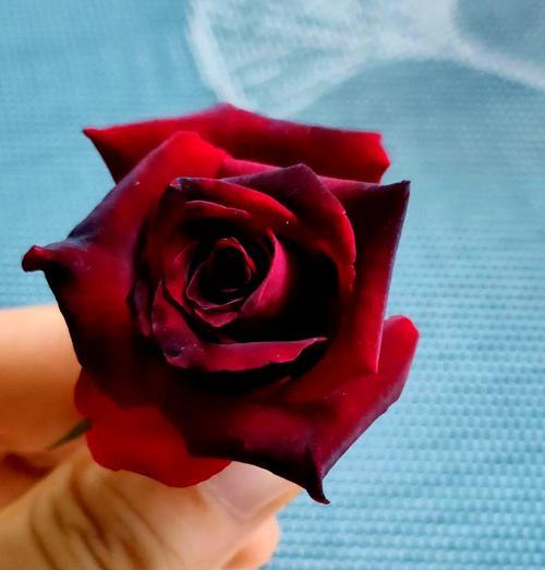 红色的花哪个寓意好一点？选择哪种红色花卉更吉祥？