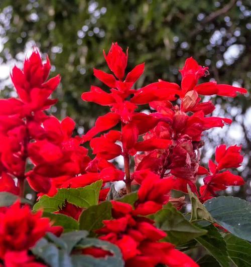 红色的花哪个寓意好一点？选择哪种红色花卉更吉祥？