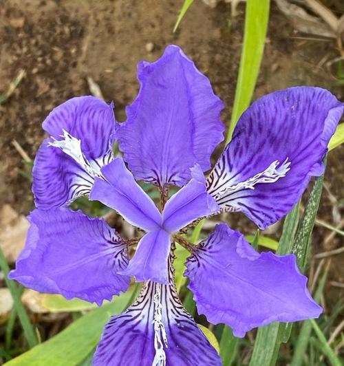 老公送紫色的花通常意味着什么？