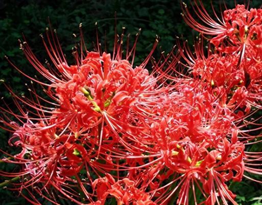 九月红色的花代表了什么？它们的寓意是什么？