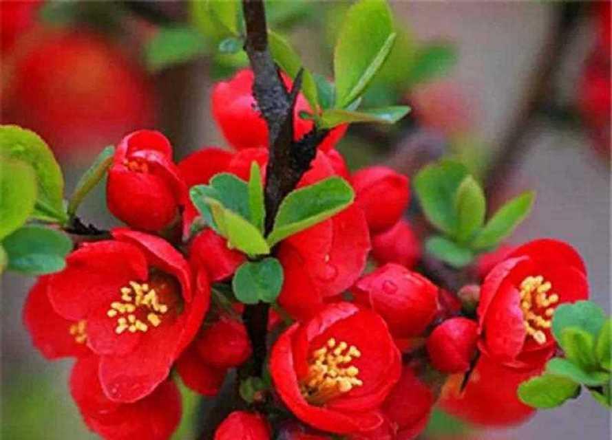 九月红色的花代表了什么？它们的寓意是什么？