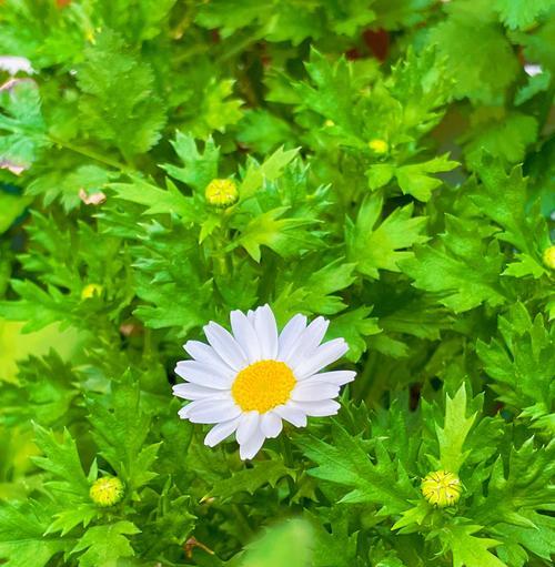 绝色双娇的花语是什么？