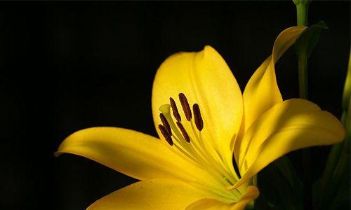 绝色双娇的花语是什么？